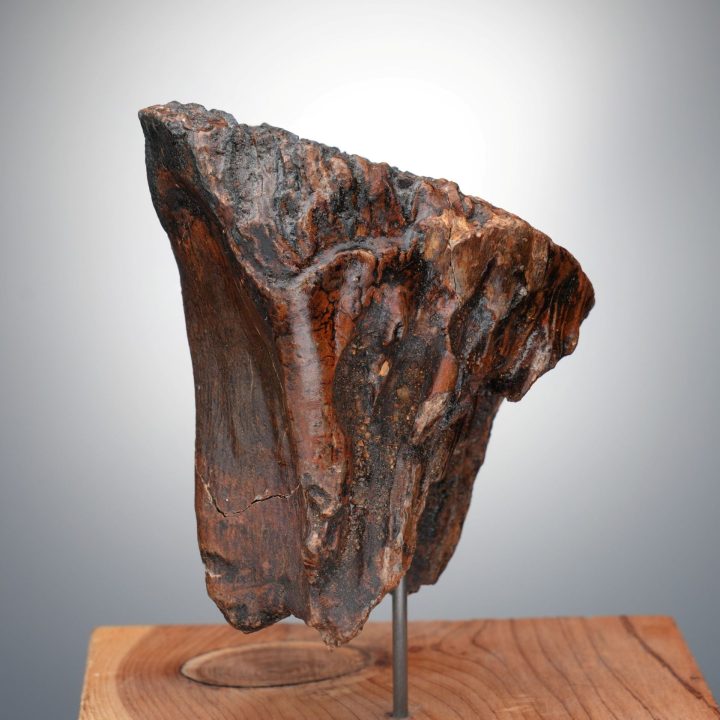 Authentic Alaskan Mammoth Tooth Fossil on Custom Stand - Collector Specimen