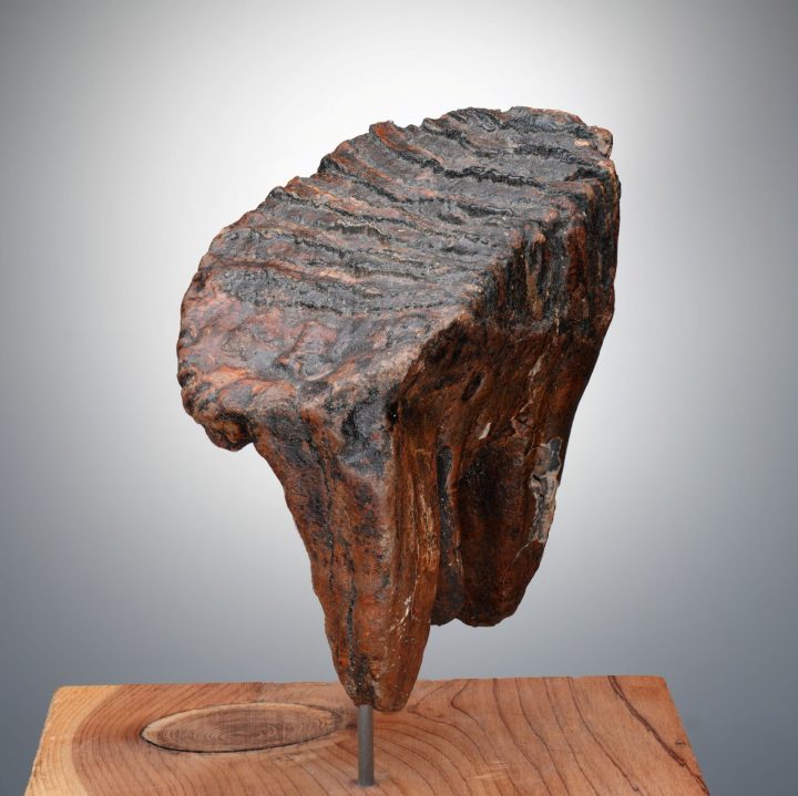 Authentic Alaskan Mammoth Tooth Fossil on Custom Stand - Collector Specimen
