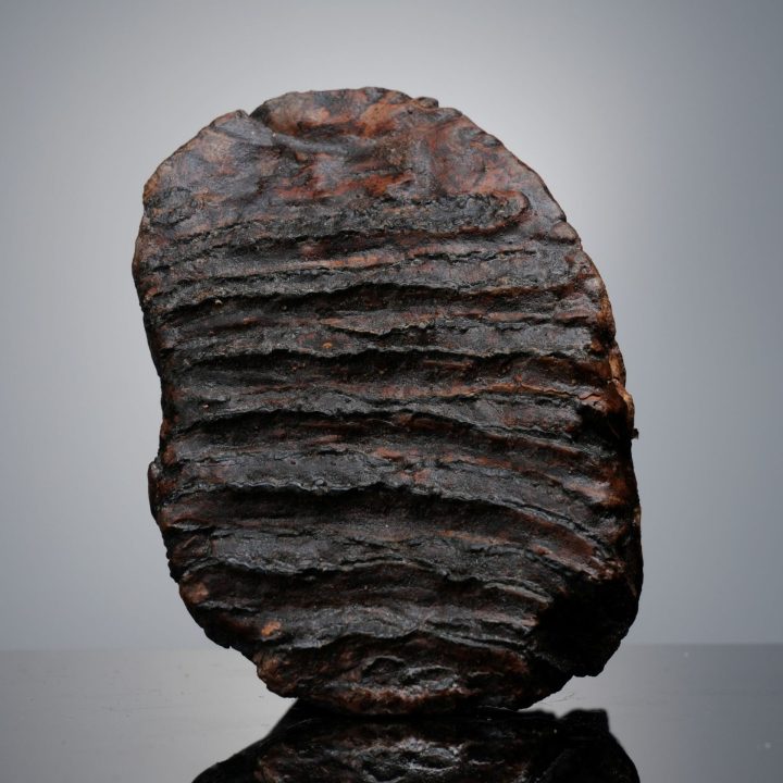 Authentic Alaskan Mammoth Tooth Fossil on Custom Stand - Collector Specimen