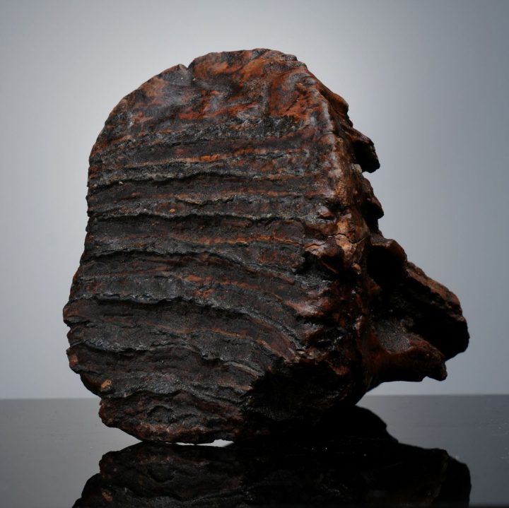 Authentic Alaskan Mammoth Tooth Fossil on Custom Stand - Collector Specimen