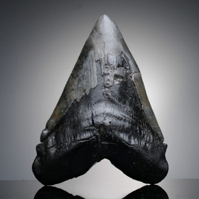 Authentic 6" Megalodon Tooth on Custom Stand from North Carolina
