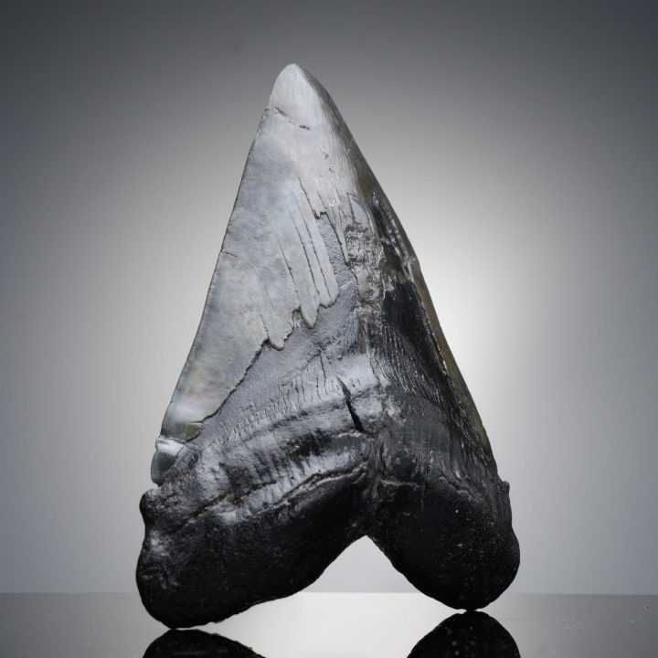 Authentic 6" Megalodon Tooth on Custom Stand from North Carolina
