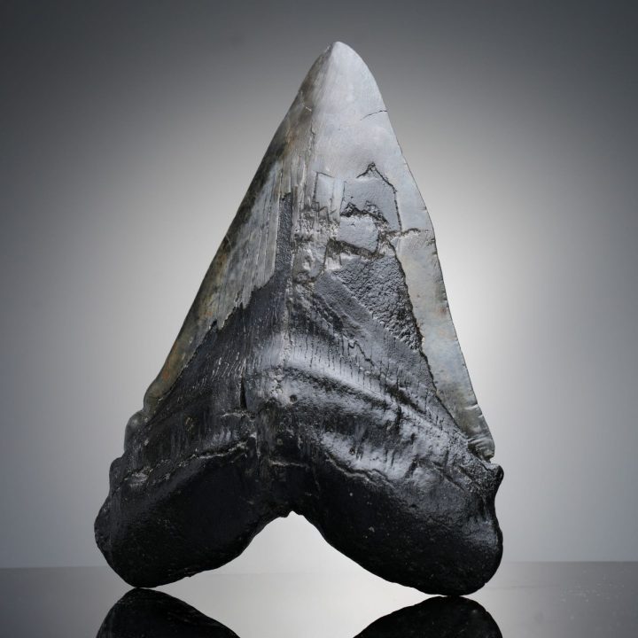 Authentic 6" Megalodon Tooth on Custom Stand from North Carolina