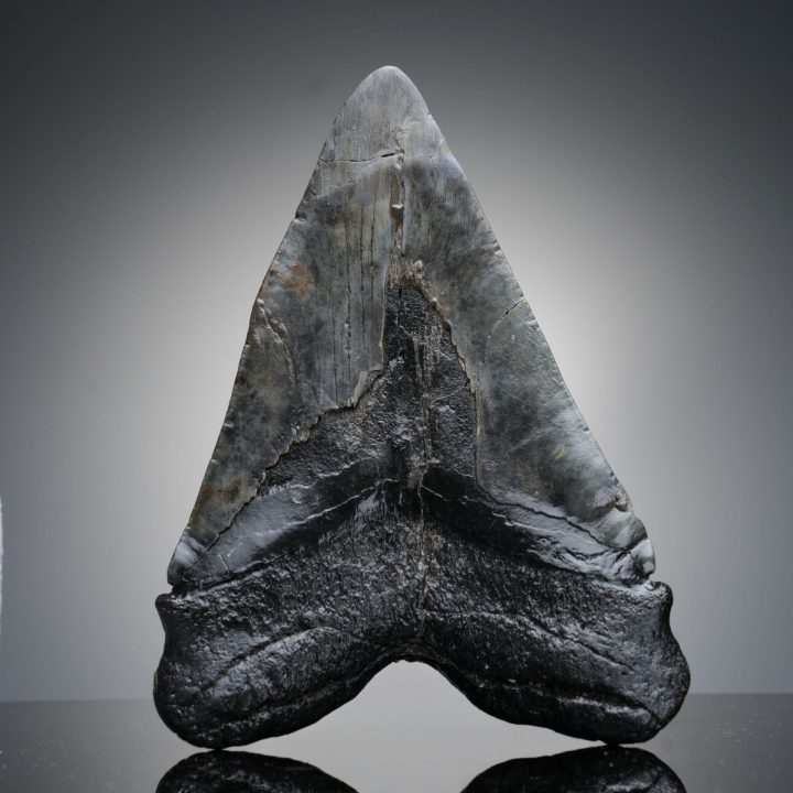 Authentic 6" Megalodon Tooth on Custom Stand from North Carolina