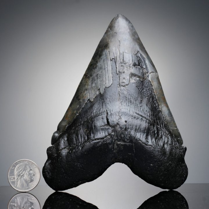 Authentic 6" Megalodon Tooth on Custom Stand from North Carolina
