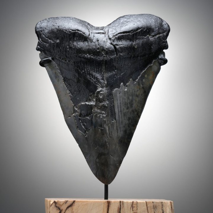 Authentic 6" Megalodon Tooth on Custom Stand from North Carolina