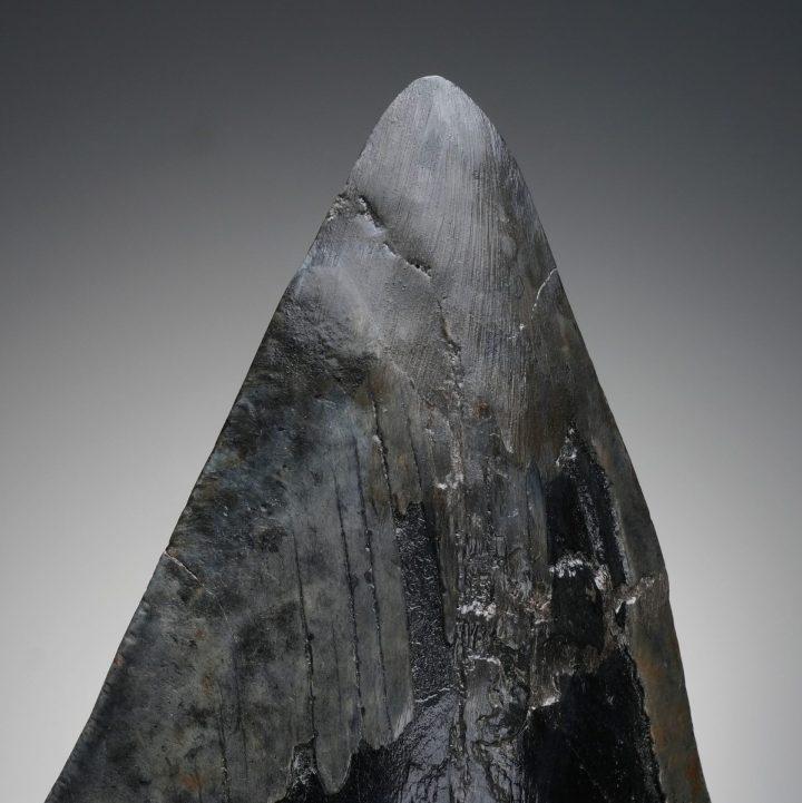 Authentic 6" Megalodon Tooth on Custom Stand from North Carolina