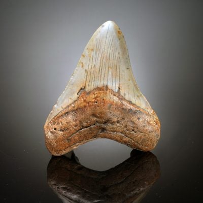 Authentic 4" Megalodon Tooth Fossil from South Carolina - 123g