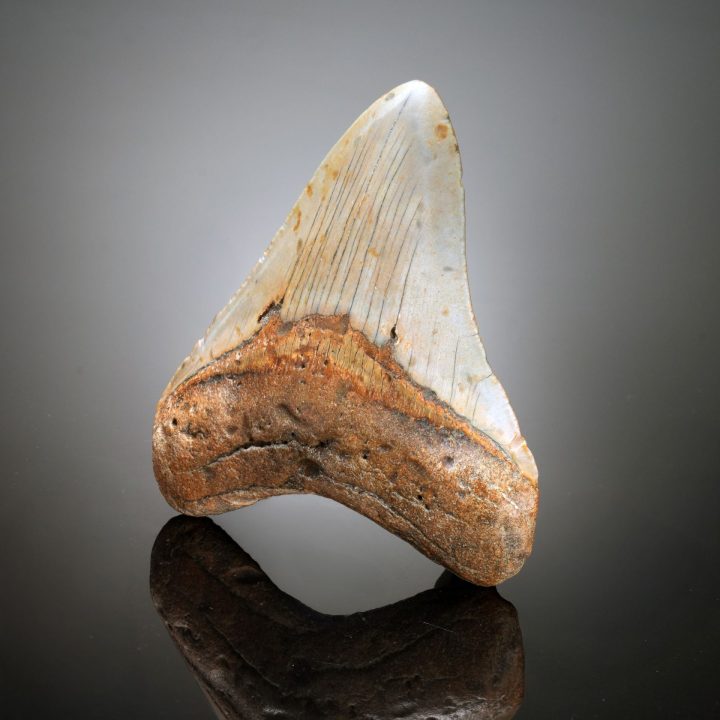 Authentic 4" Megalodon Tooth Fossil from South Carolina - 123g