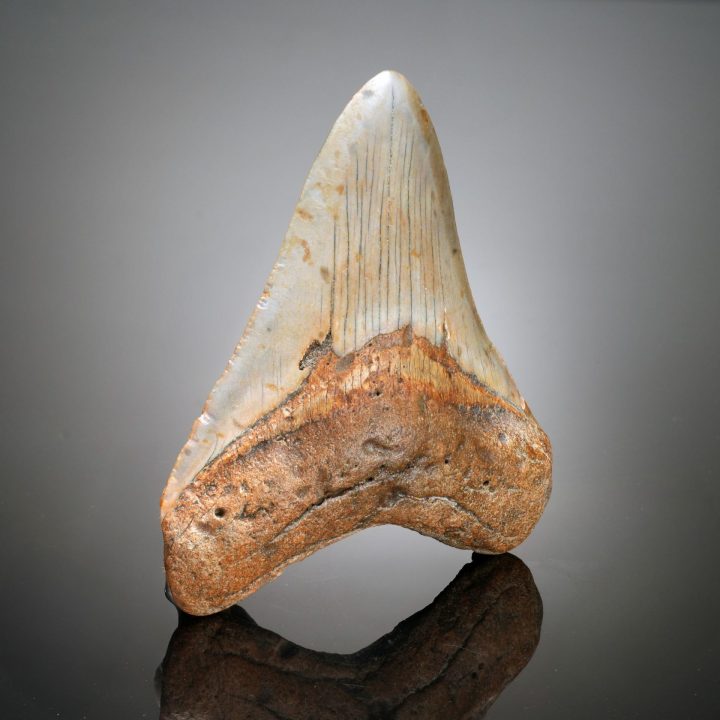 Authentic 4" Megalodon Tooth Fossil from South Carolina - 123g