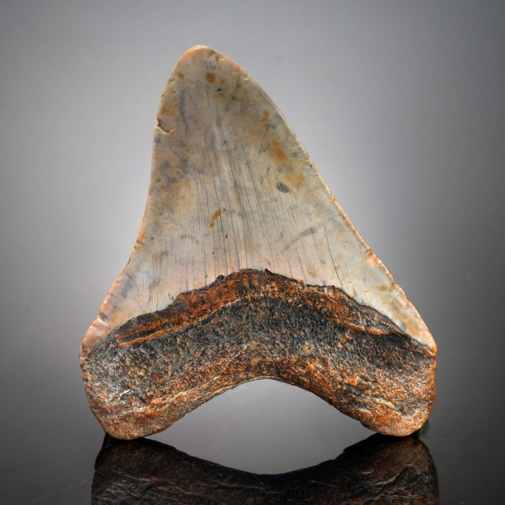 Authentic 4" Megalodon Tooth Fossil from South Carolina - 123g