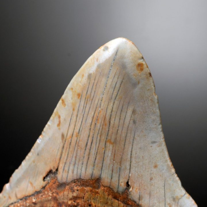 Authentic 4" Megalodon Tooth Fossil from South Carolina - 123g