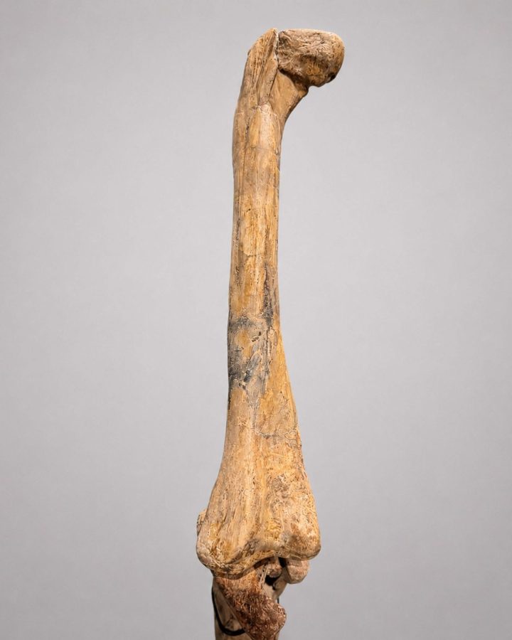 Authentic Rare Complete Raptor Leg – Judith River Formation