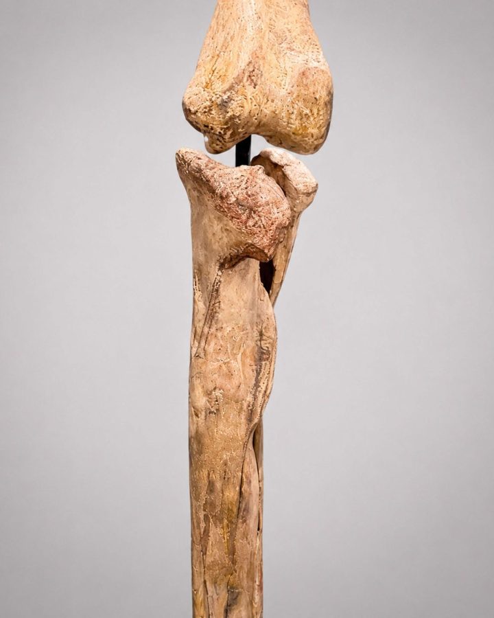 Authentic Rare Complete Raptor Leg – Judith River Formation