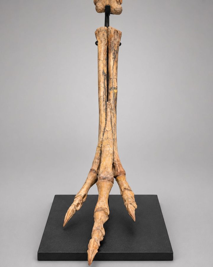 Authentic Rare Complete Raptor Leg – Judith River Formation