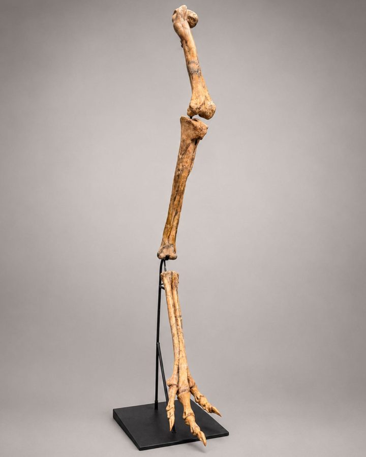 Authentic Rare Complete Raptor Leg – Judith River Formation