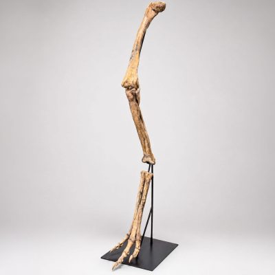 Raptor-Leg-Portrait