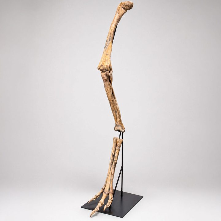 Raptor-Leg-Portrait