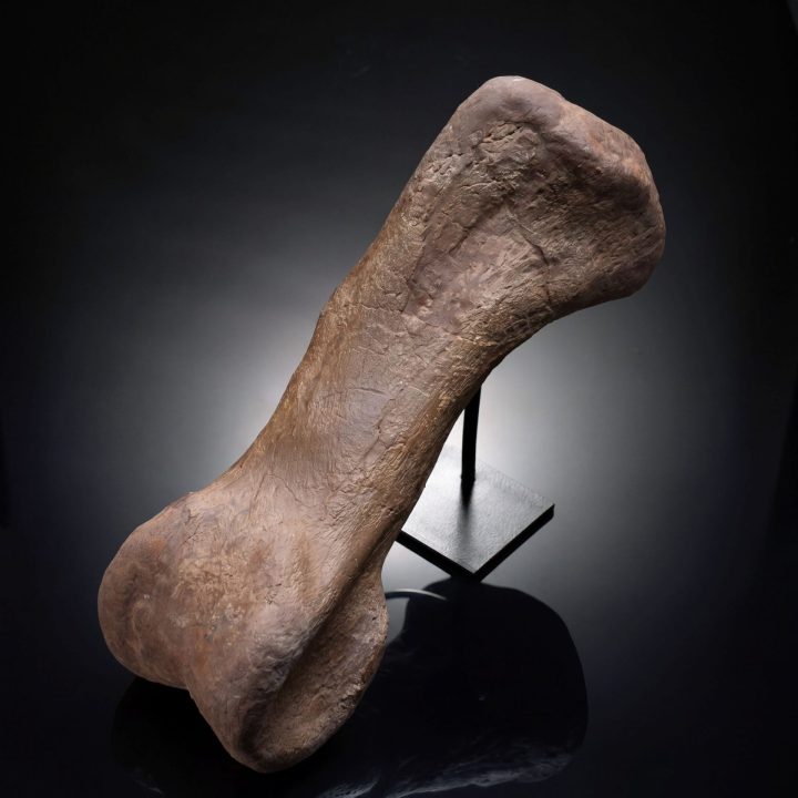 Authentic Triceratops Metatarsal (Foot Bone ) Fossil from Hell Creek Formation