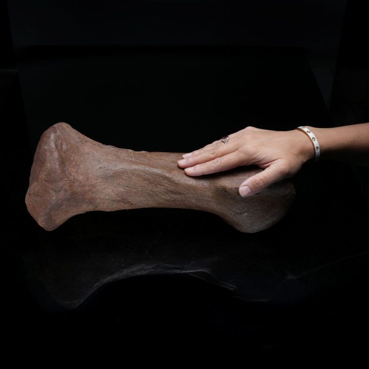 Authentic Triceratops Metatarsal (Foot Bone ) Fossil from Hell Creek Formation
