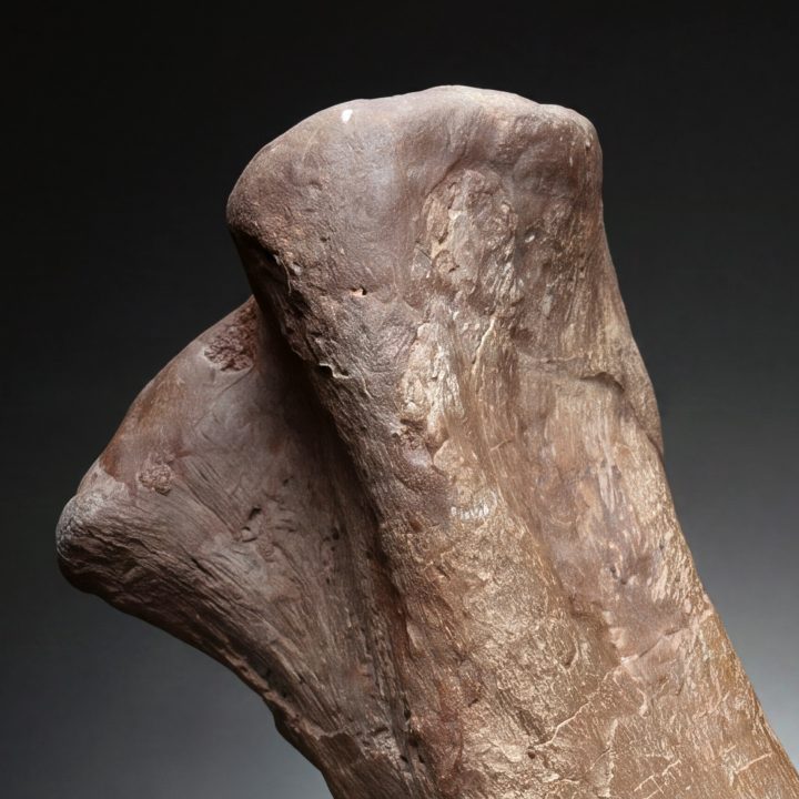 Authentic Triceratops Metatarsal (Foot Bone ) Fossil from Hell Creek Formation