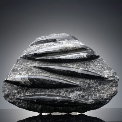 Hand Carved Genuine Belemnite and Orthoceras Fossil Sculpture
