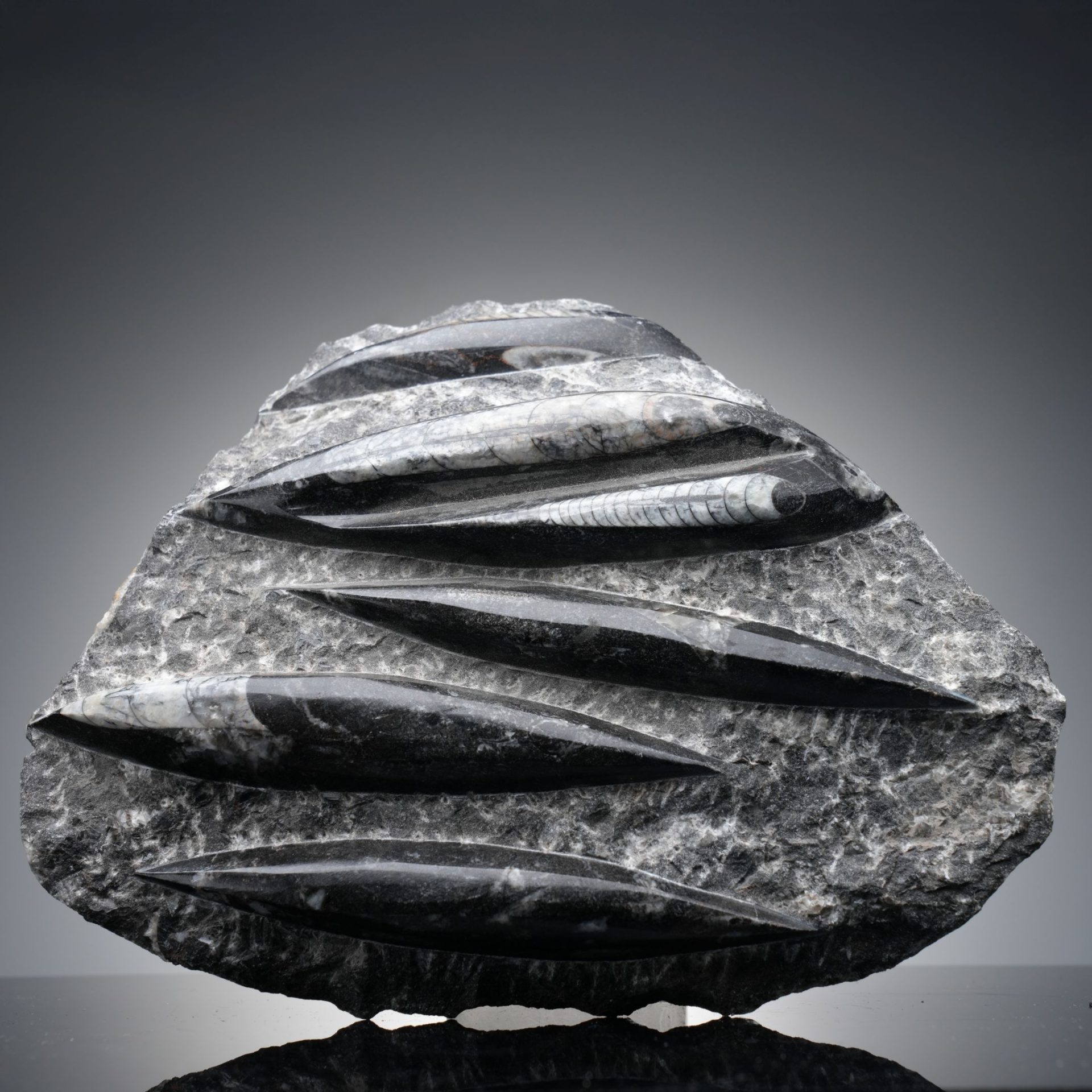 Hand Carved Genuine Belemnite and Orthoceras Fossil Sculpture