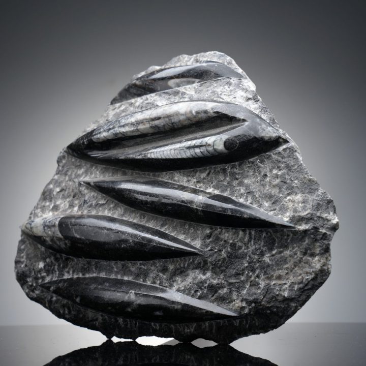 Hand Carved Genuine Belemnite and Orthoceras Fossil Sculpture