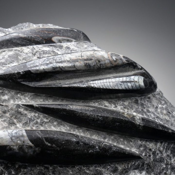 Hand Carved Genuine Belemnite and Orthoceras Fossil Sculpture