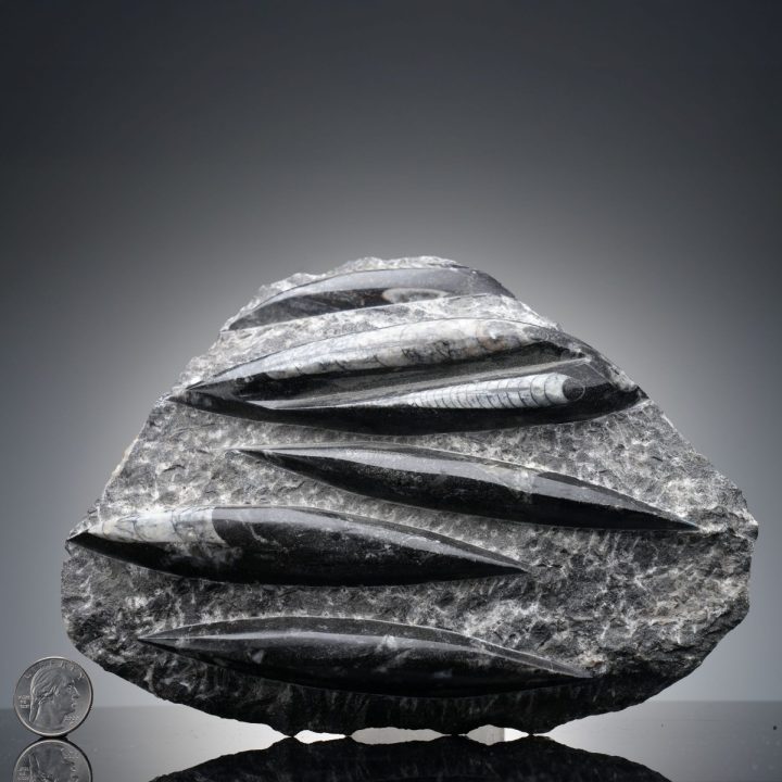 Hand Carved Genuine Belemnite and Orthoceras Fossil Sculpture