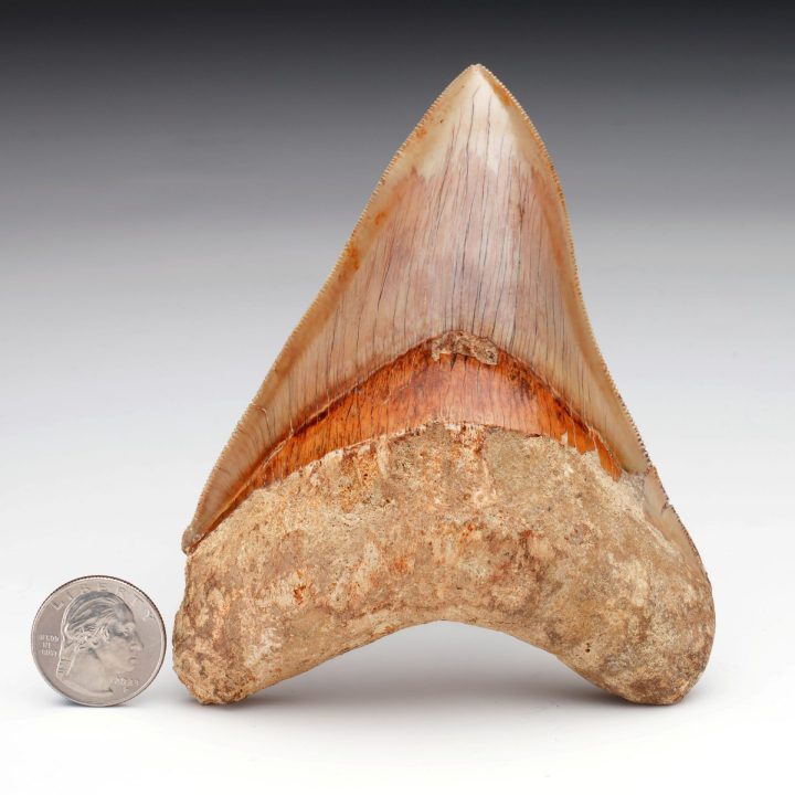 Authentic 5" Indonesian Megalodon Tooth Fossil - 227g