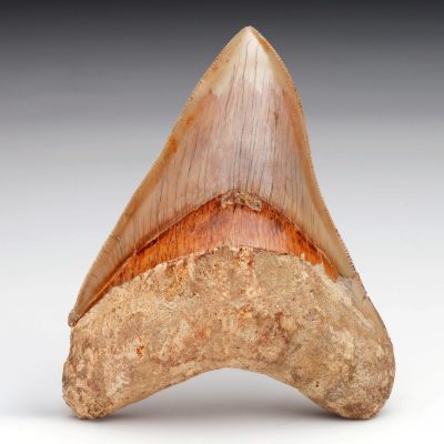 Authentic 5" Indonesian Megalodon Tooth Fossil - 227g