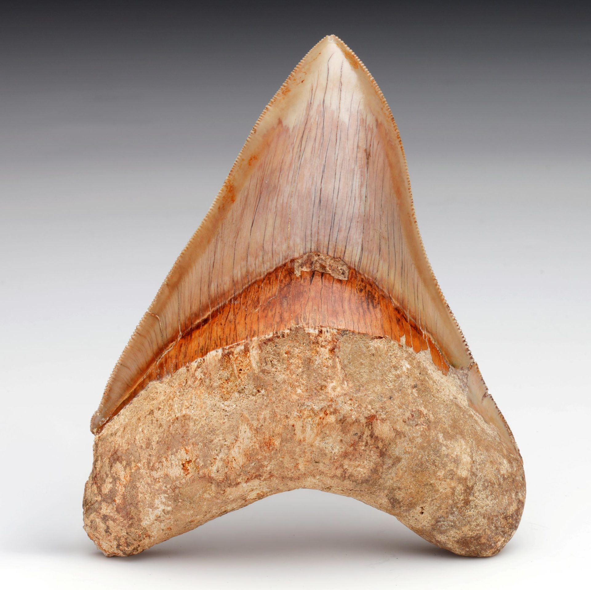 Authentic 5" Indonesian Megalodon Tooth Fossil - 227g