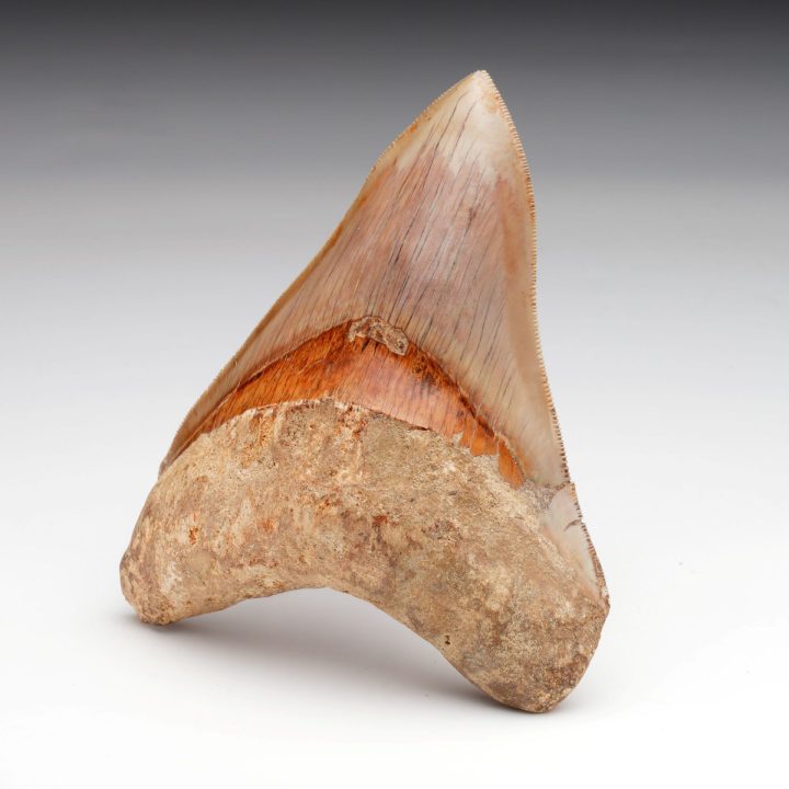 Authentic 5" Indonesian Megalodon Tooth Fossil - 227g