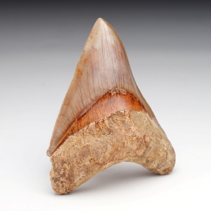 Authentic 5" Indonesian Megalodon Tooth Fossil - 227g