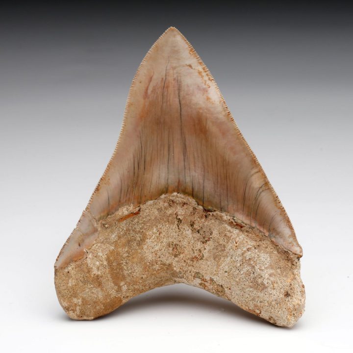 Authentic 5" Indonesian Megalodon Tooth Fossil - 227g