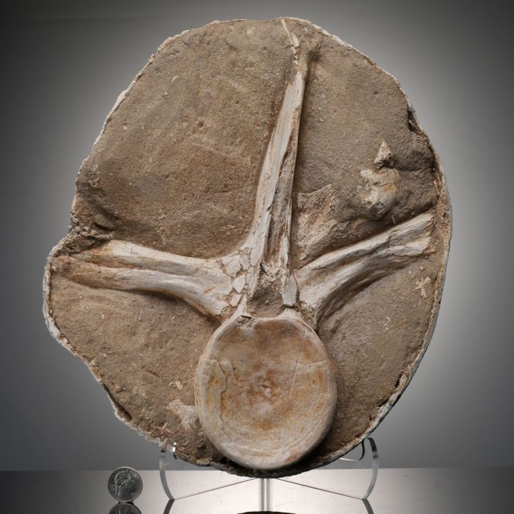 Authentic Mosasaur Vertebra Fossil – Cretaceous Period Marine Reptile Bones