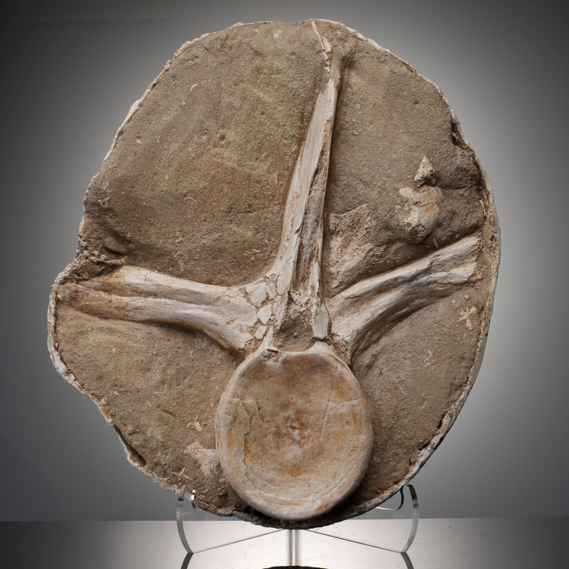 Authentic Mosasaur Vertebra Fossil – Cretaceous Period Marine Reptile Bones
