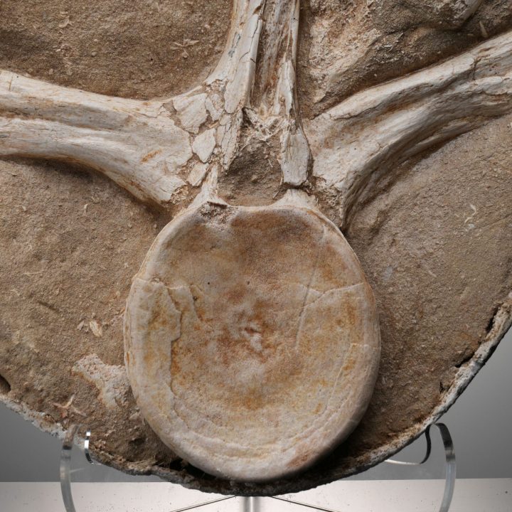 Authentic Mosasaur Vertebra Fossil – Cretaceous Period Marine Reptile Bones