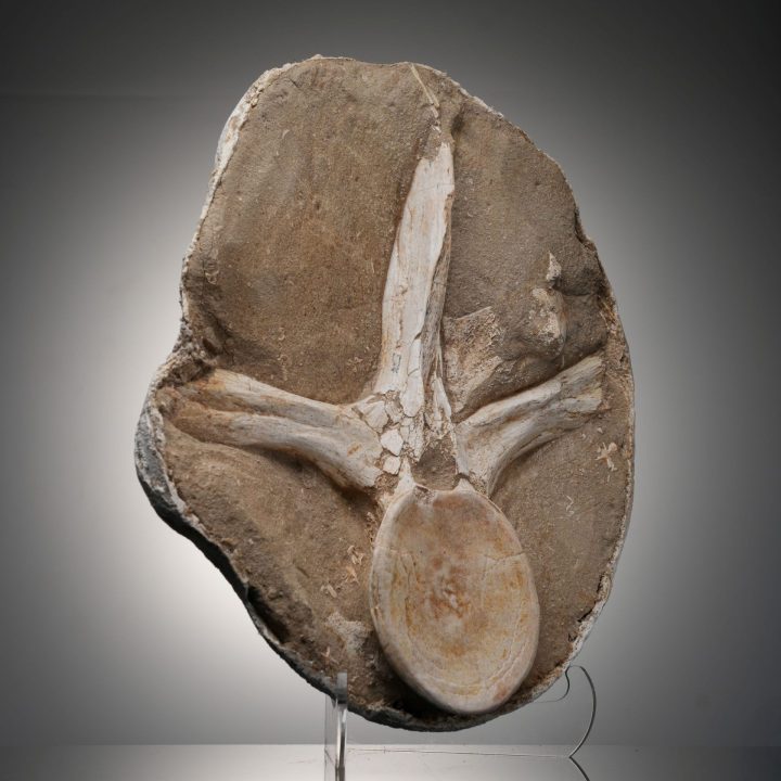 Authentic Mosasaur Vertebra Fossil – Cretaceous Period Marine Reptile Bones
