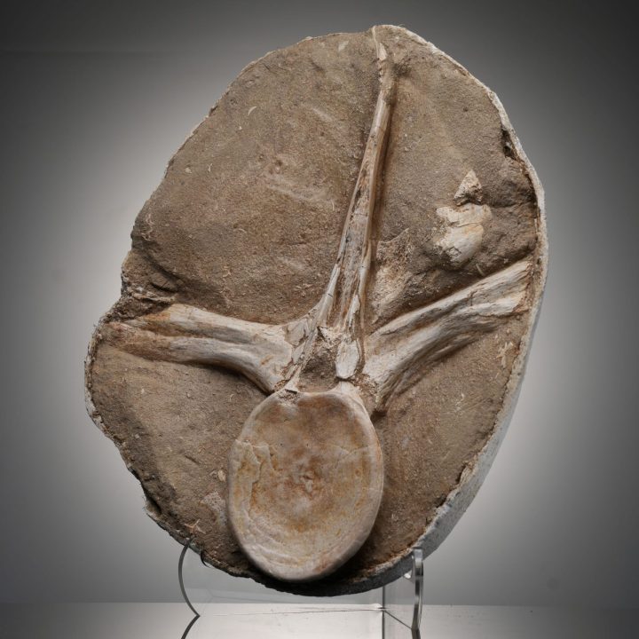 Authentic Mosasaur Vertebra Fossil – Cretaceous Period Marine Reptile Bones