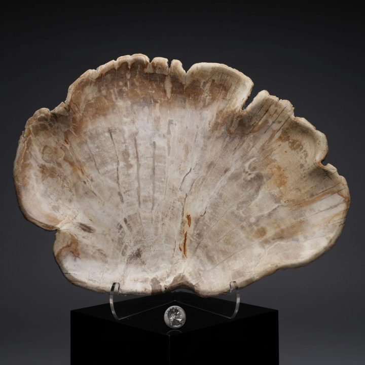 Large Indonesian Petrified Wood Tray | One of a Kind Display Piece