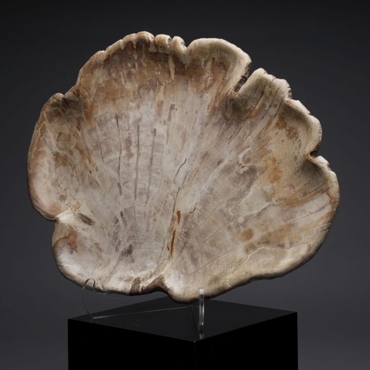 Large Indonesian Petrified Wood Tray | One of a Kind Display Piece