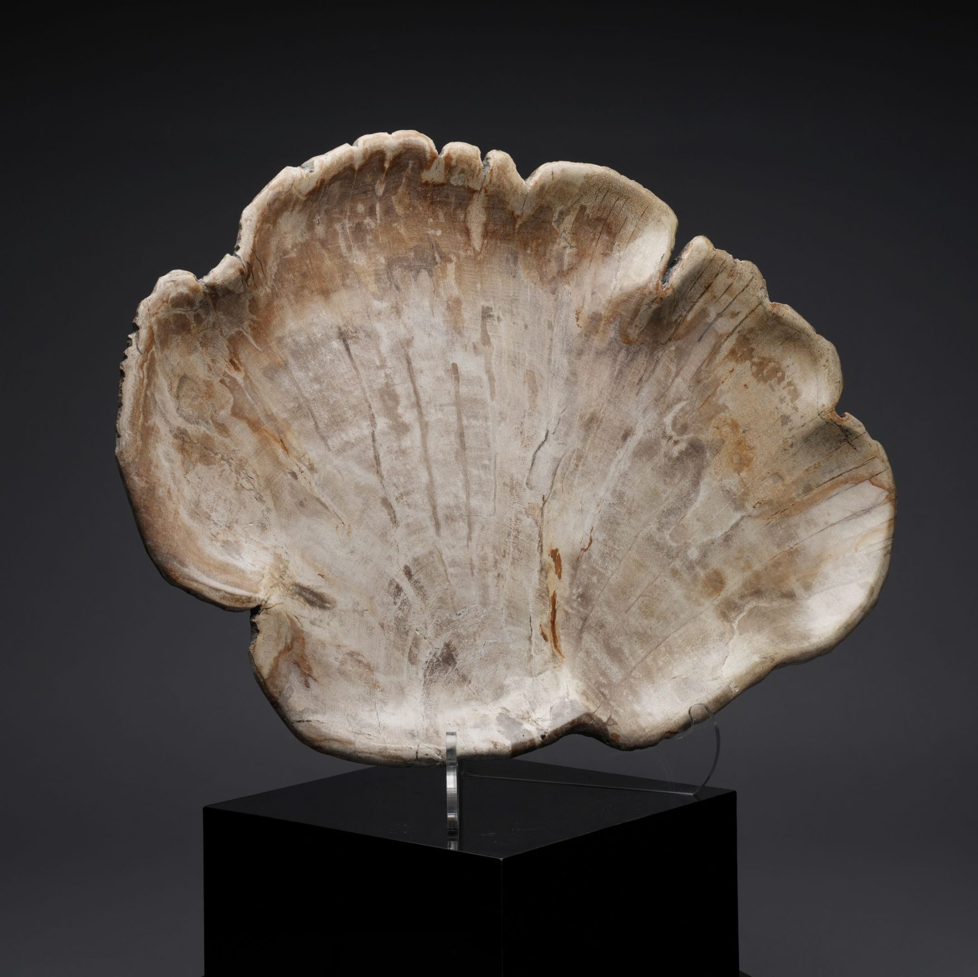 Large Indonesian Petrified Wood Tray | One of a Kind Display Piece