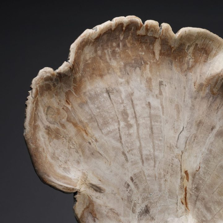 Large Indonesian Petrified Wood Tray | One of a Kind Display Piece